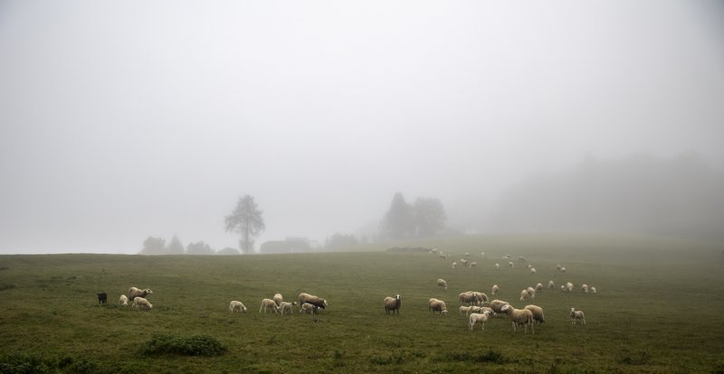 Fog