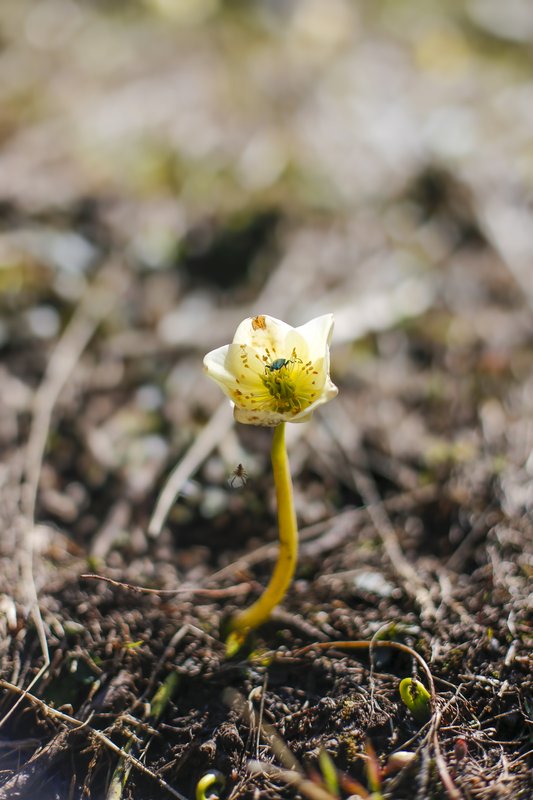 the tiny sublime